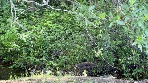 Old tree next to a creek Stock Footage 310641914