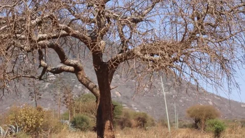 An old tree with no leaves along the mountain with blue sky Video stock 162234882