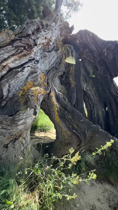 An old tree in northern Spain Видео 338134226