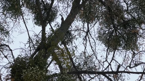 Old tree with numerous mistletoe bushes against cloudy sky Vidéo 330952402