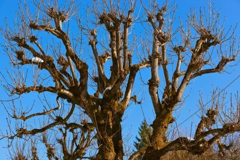 Old tree Old tree - abstract nature background Copyright: xZoonar.com/Niko... Stock Photos