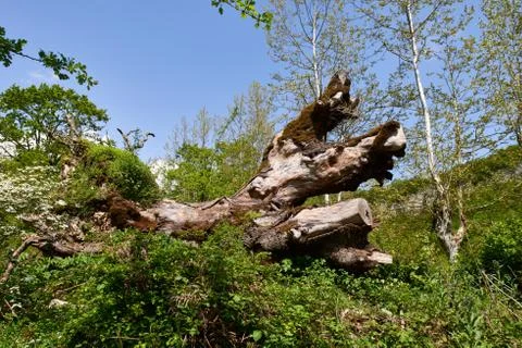 Old tree.An old tree is dead Stock Photos