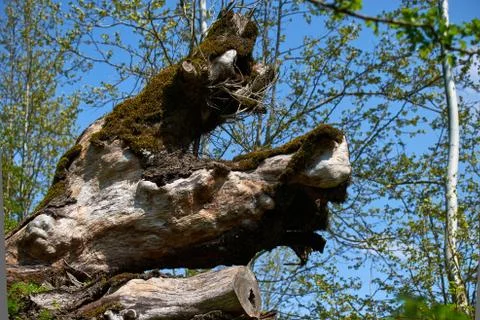 Old tree.An old tree is dead Stock Photos