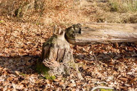 Old tree once felled by an Eurasian Beaver (Castor fiber) at the Nature Prote Stock Photos