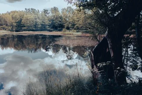 Old tree over beautiful lake with sky reflections in calm water Stock Photos
