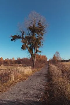 An old tree overgrown with mistletoe 스톡 사진