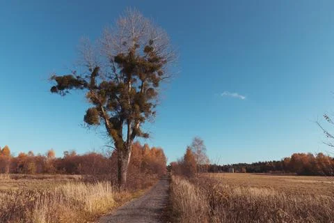 An old tree overgrown with mistletoe Foto stock