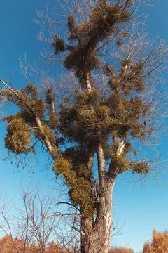 An old tree overgrown with mistletoe Foto stock