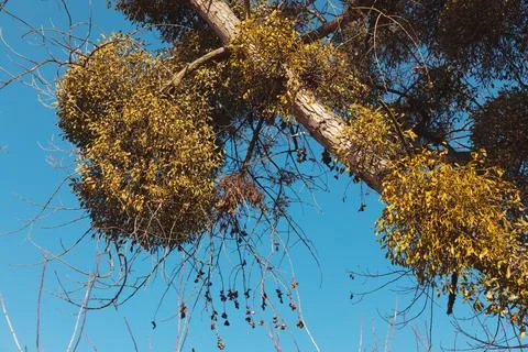 An old tree overgrown with mistletoe 스톡 사진