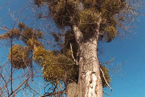 An old tree overgrown with mistletoe 스톡 사진