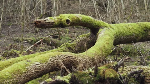 An old tree, overgrown with moss and lichen, broke in the storm. Old forest. Stock-Footage 275248631