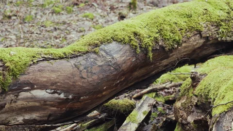 An old tree, overgrown with moss and lichen, broke in the storm. Oldforest. Stock Footage 275248737