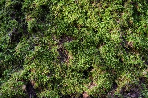 An old tree overgrown with moss Stock Photos