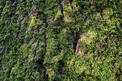 An old tree overgrown with moss Stock Photos