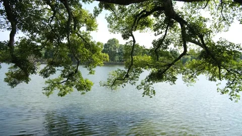 Old tree with overhanging branches over a calm lake. Quiet and refreshing Vídeos de archivo 289624294