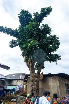 Old tree owned by cults Stock Photos