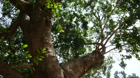 Old Tree In Palermo Sicily Stock Footage 130196120