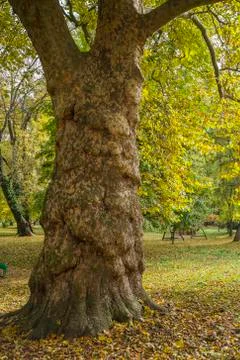 Old tree in the park in fall with yellow foliage Stock Photos