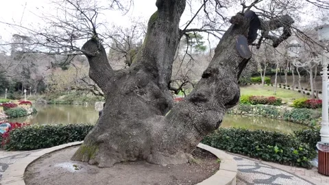 Old tree in the park Stock Footage 270154061