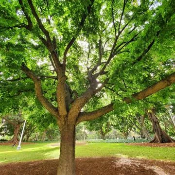 An old tree in a park in malaysia Stock Photos