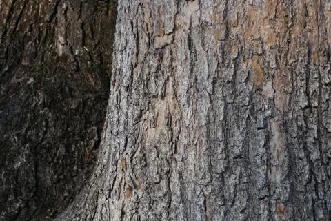 Old tree in the park Stock-Fotos