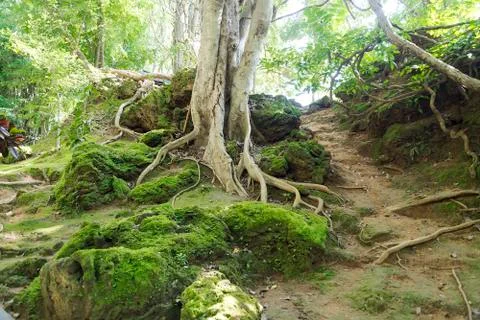 Old tree in the Park. Stock Photos