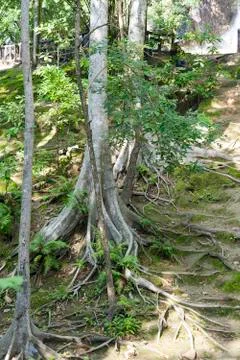 Old tree in the Park. Stock Photos