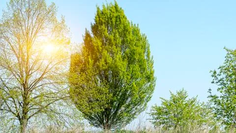 Old tree in the park Stock Photos