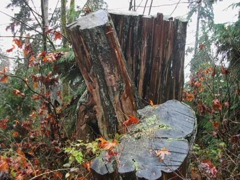 An old tree in a park Stock Photos