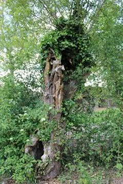 An old tree in a park Stock Photos