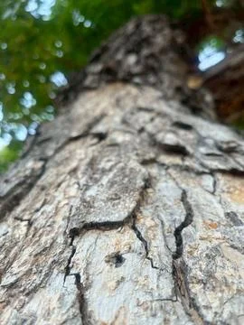 Old tree in the park Stock Photos