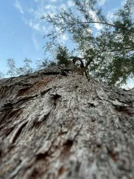 Old tree in the park Stock Photos