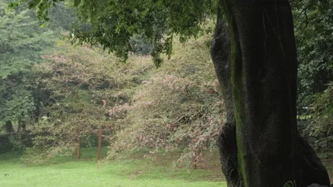 An old tree in a park on a rainy day. Stock Footage 140438503