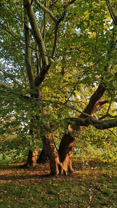 Old tree in the park at sunset. Golden hour in the park Stock Footage 345341822