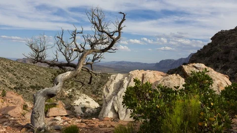 Old Tree with Passing Clouds in Desert Time Lapse Stock Footage 110865952