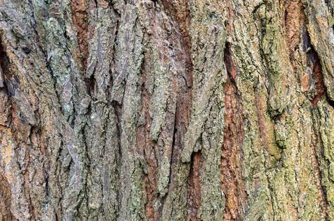 Old tree peel texture and background Stock Photos