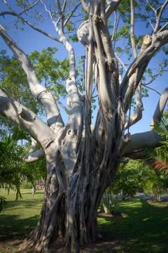 The old tree Stock Photos