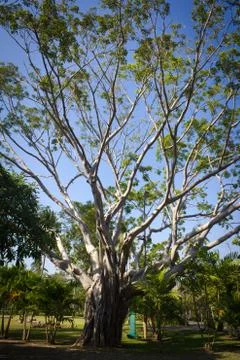 The old tree Stock Photos