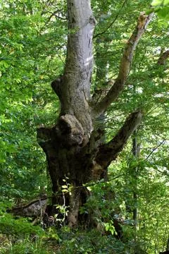 Old Tree Stock Photos