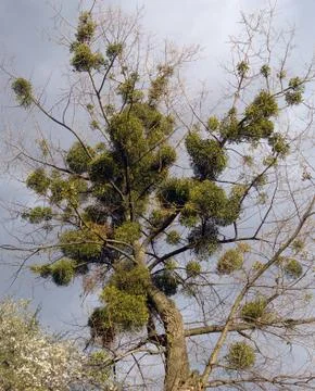 Old tree Stock Photos