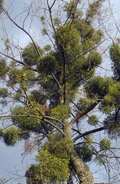 Old tree Stock Photos