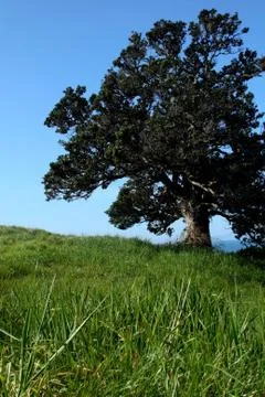 Old tree Fotos Stock