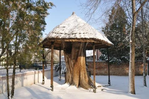 Old tree Fotos Stock