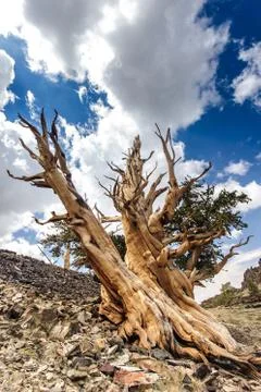 Old tree Stock Photos