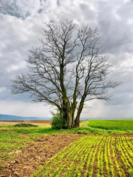 Old tree Stock Photos