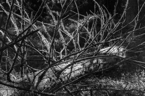 Old tree Fotos de archivo