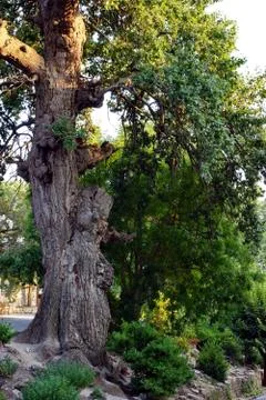 Old tree. Stock Photos