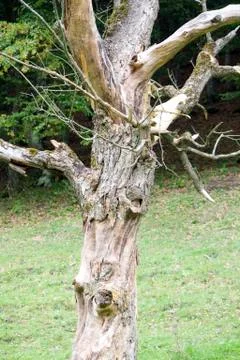 Old tree Stock Photos