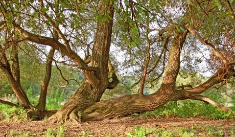 Old tree Stock Photos