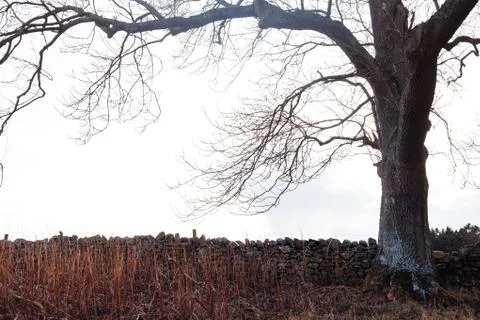 Old tree. 스톡 사진